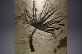 Impressive Fossil Palm and Fish Mural - Ready To Hang #382737-1
